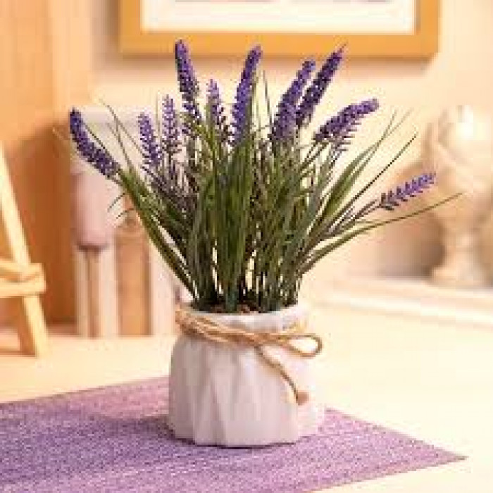 Лаванда в Капчагае