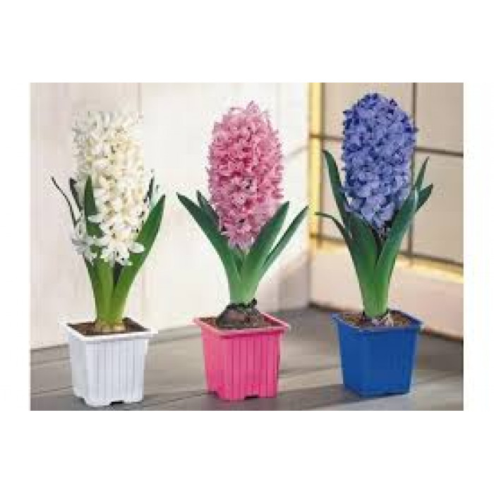 Гиацинты в Капчагае