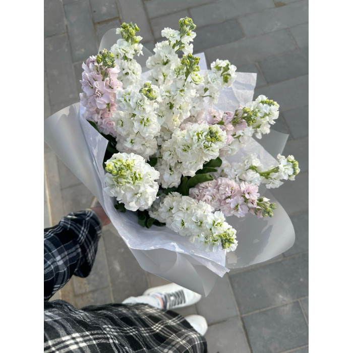 Маттиола в Капчагае