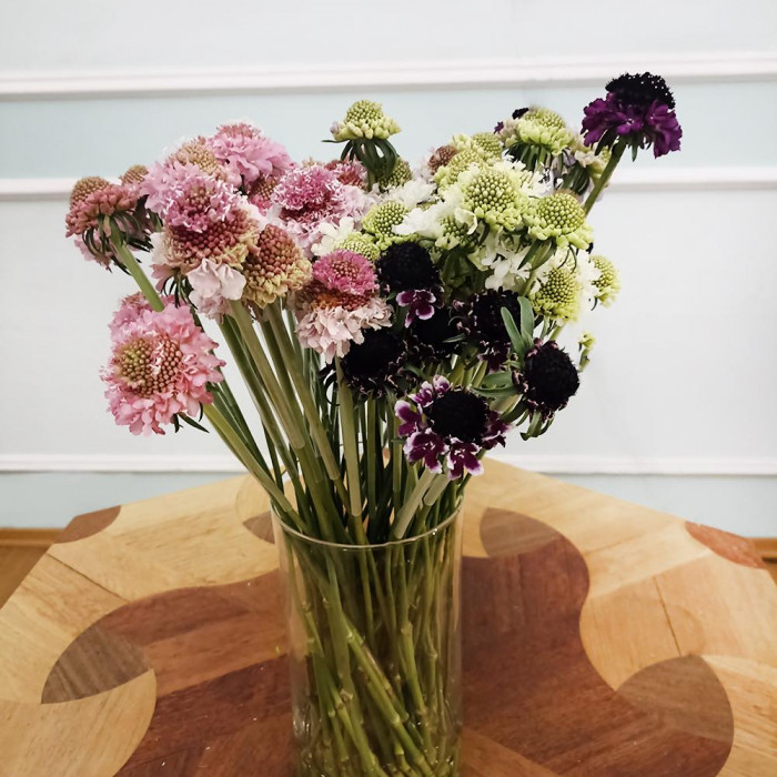 Скобиоза в Капчагае