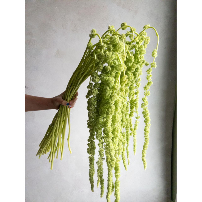 Амарантус в Капчагае