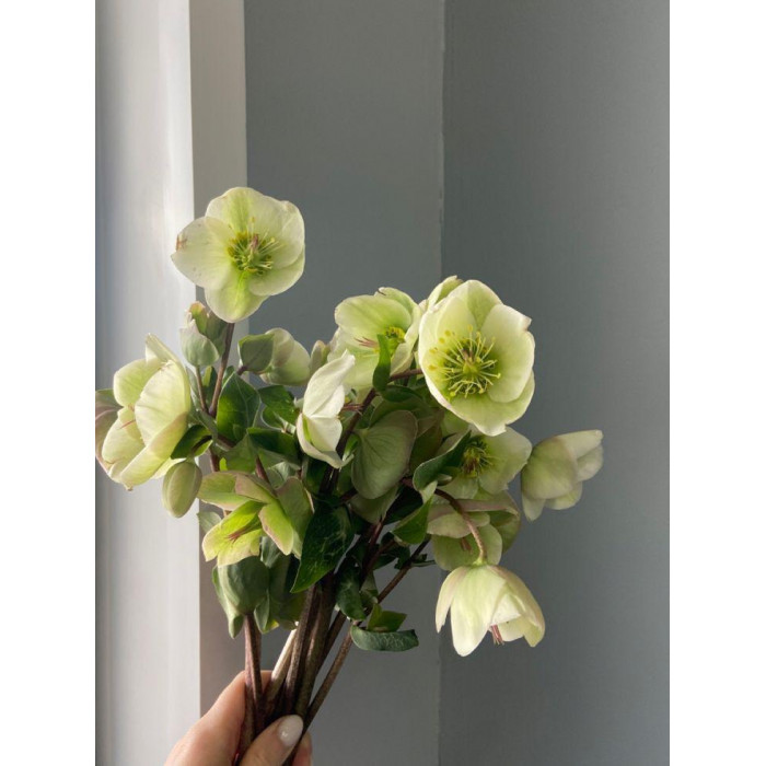 Хелеборус в Капчагае