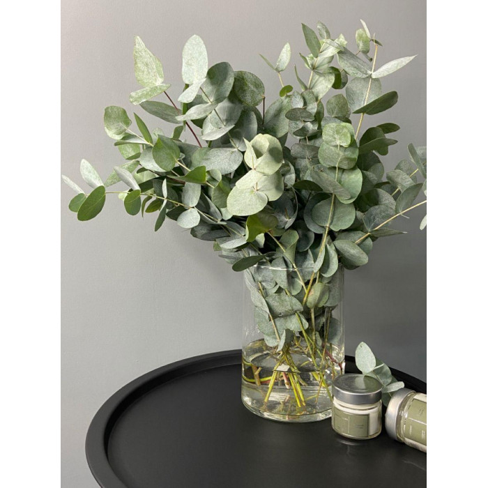 Эвкалипт в Капчагае