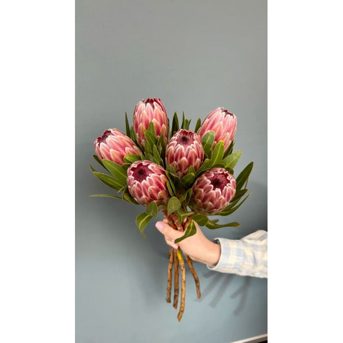 Протея в Капчагае