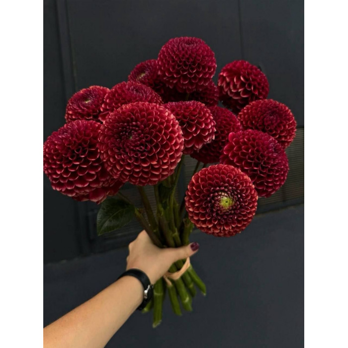 Георгины в Капчагае