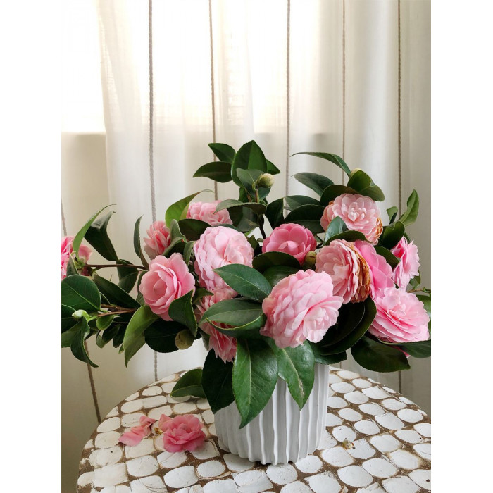 Камелия в Капчагае