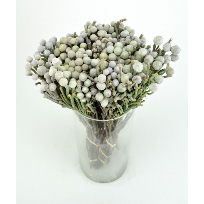 Бруния в Капчагае