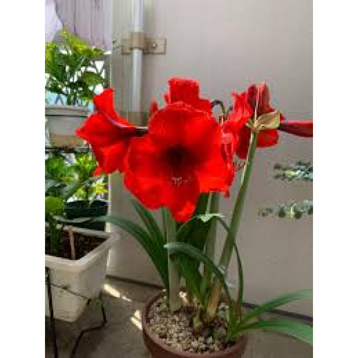 Амариллис в Капчагае