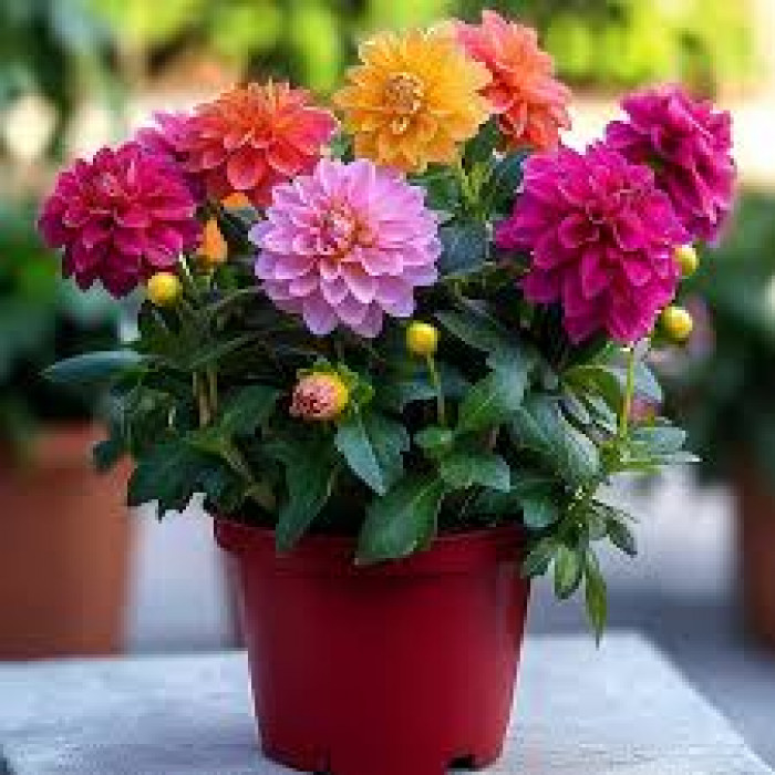 Георгины в Капчагае