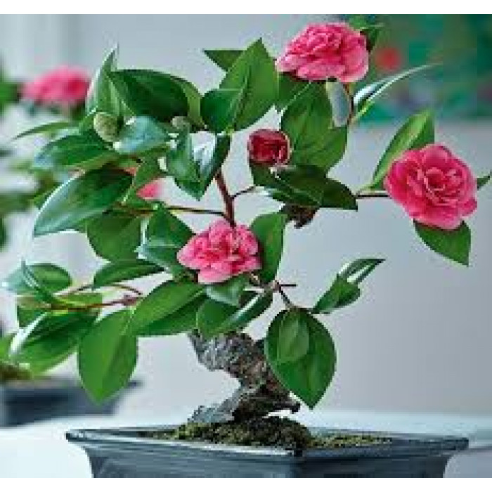 Камелия в Капчагае