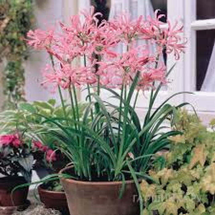 Нерине в Капчагае