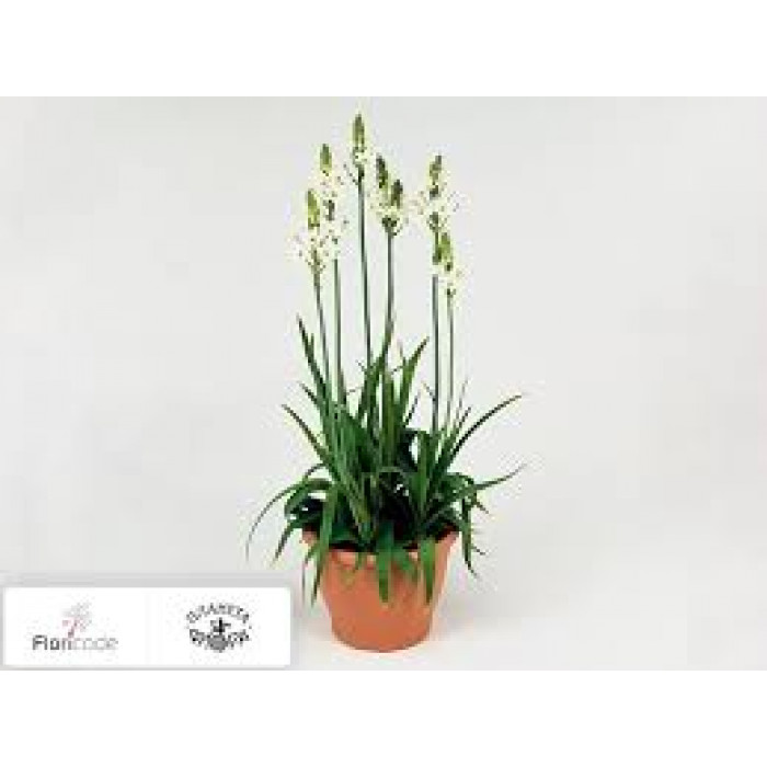 Орнитогалум в Капчагае