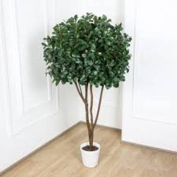 Рускус в Капчагае